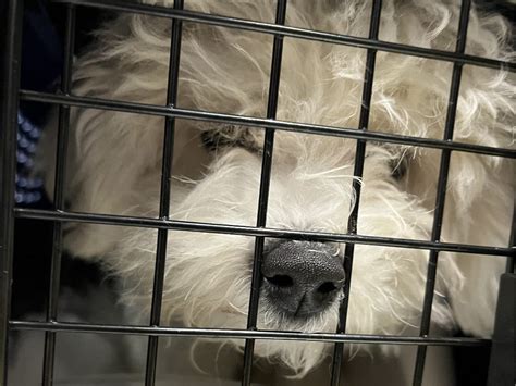 Rare Bichon Frisés Rescue Dogs Travel From Texas To Salem For Adoption