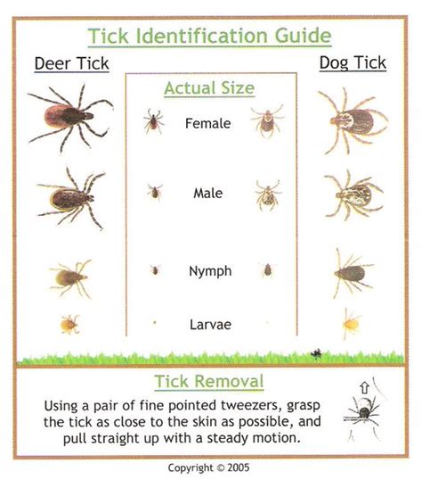 Engorged Tick Identification Chart