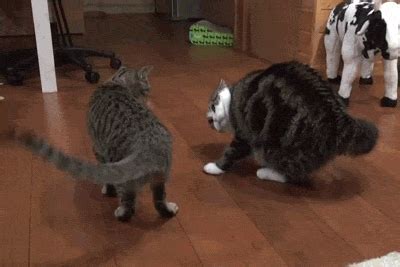 Funny gifs from all around the internet. Funny Animated Kitty Cat Gifs at Best Animations