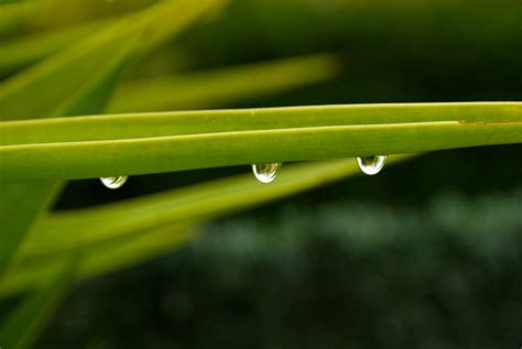 Free Images Nature Rain Leaf Flower Green Yellow Dew Drop
