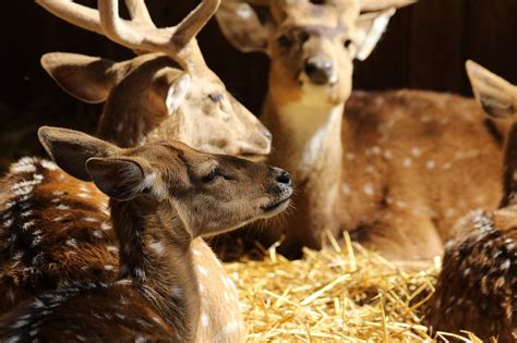 Ww est le programme minceur le plus efficace et le plus facile à vivre de toute l'histoire avec l'aide d'experts de la santé, 35 régimes et programmes de perte de poids ont été évalués selon. Le meilleur régime alimentaire pour le cochon d'Inde - Les ...