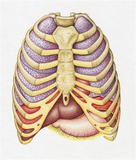 Rib Cage And Internal Organs Human Anatomy Systems Of
