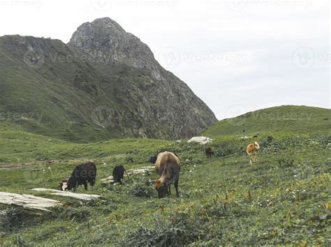 Cows In The Meadow Of Caucasus Mountains Roza Khutor Russia 4257258