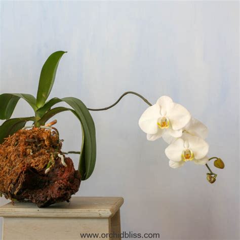 The Complete Guide To Mounted Orchids Orchid Bliss