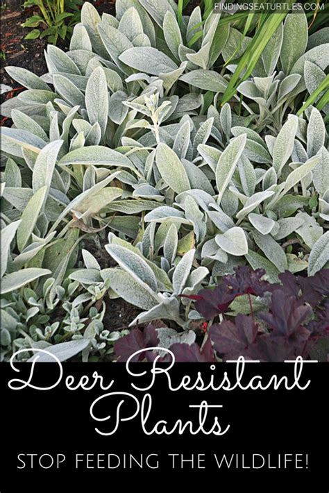 Deer Resistant Perennials Stop Planting An All You Can Eat Garden