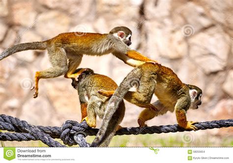 Monkeys Playing On The Rope Stock Photo Image Of