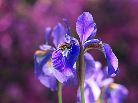 Mengenal Bunga Iris Bunga Nasional Dan Simbol Kerajaan Prancis