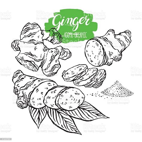 Sketch Set Of Ginger Stock Illustration Download Image Now Istock