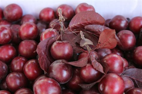 What Are The Facts About Cherry Plums Nutrawiki
