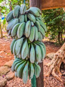 Tropical Fruit World Blue Java Banana X Grow Great Fruit