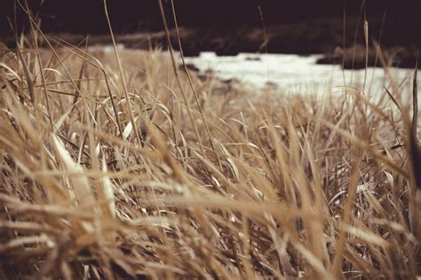 Dried Grass Field · Free Stock Photo
