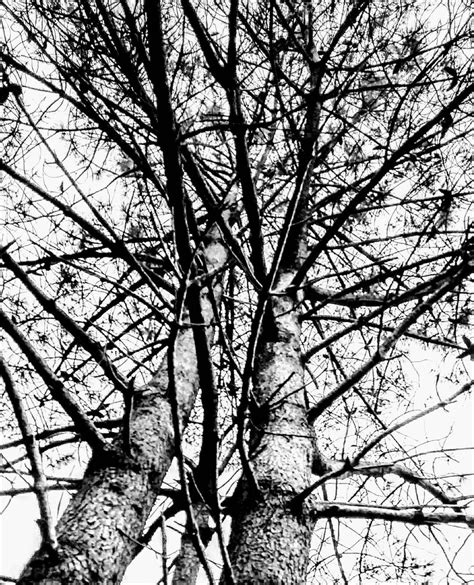 Angela Novo triskelazul en Instagram Haz como los árboles cambian