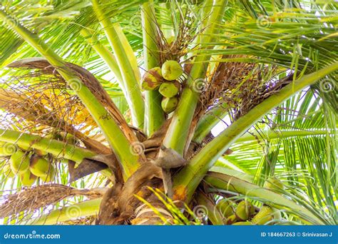 Green Coconut Tree With Bunch Of Coconuts And Flowers A Tropical