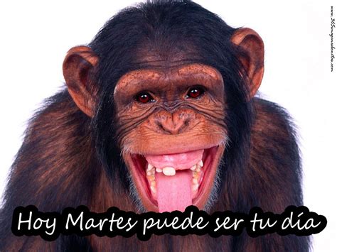 Imágenes De Animales 365 Imágenes Bonitas Monkey  Laughing