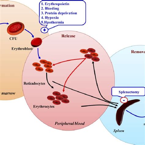 Schematic Diagramme Of Blood Cells Formation Release And Removal In