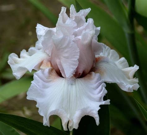 Tall Bearded Iris Iris Society Page In The Irises Database
