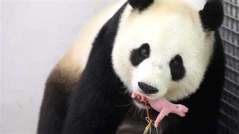 Newborn Giant Panda Makes Noisy Public Debut Nbc News