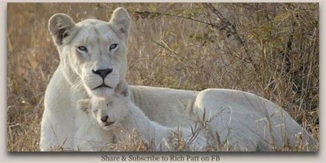 Rare White Lions In South Africa White Lion Animals Scary Animals
