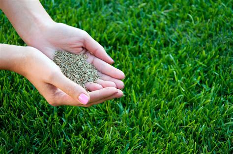 No other lawn care company can offer our exclusive, proprietary product lines, all of which are made to our specifications and packaged exclusively for naturalawn of america. How To Grow Grass - Tips for a Newly Seeded Lawn ...