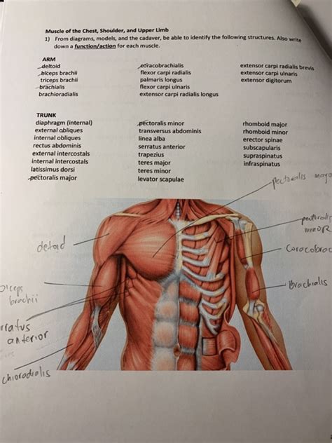 Chest And Arm Muscles Diagram Anterior Head Flexes And Medially