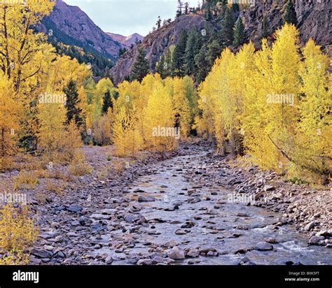 Golden Aspen Hi Res Stock Photography And Images Alamy