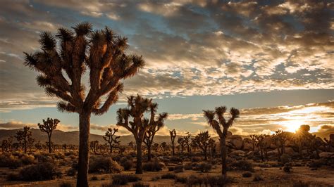 Sunset At Joshua Tree National Park Photo Credit To Cedric Letsch