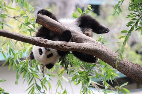 Panda By Johann Balleis Wikimedia Commons Earth Buddies