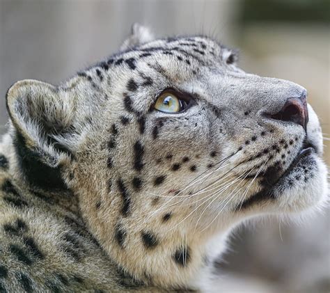 Snow Leopard Animals Big Cats Snow Leopards Hd Wallpaper Peakpx