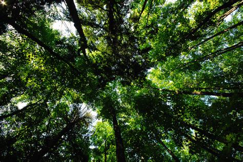 Forest definition (canopy cover %). Ecuador Breaks World Record for Planting Most Tree Species ...