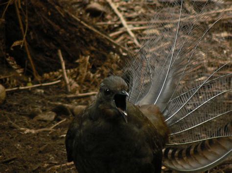 Male Superb Lyrebird In Full Cry My Panasonic Point And S Flickr