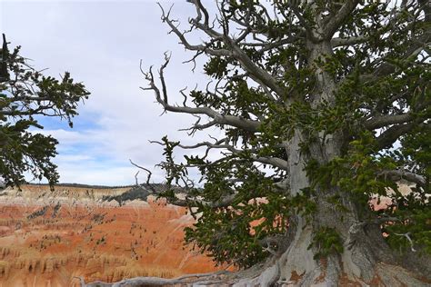 Bristlecone Pine Jen Flickr