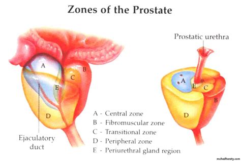 Prostate Lobes Anatomy