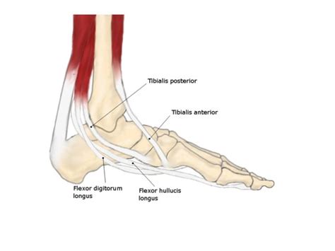 Extrinsic Muscles Of The Foot Flashcards Quizlet