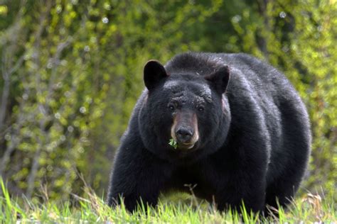 Black bear sightings reported hours apart in busy N.J. towns - nj.com