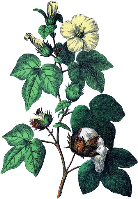 Botanical Cotton Plant Image Nature Illustration Botanical