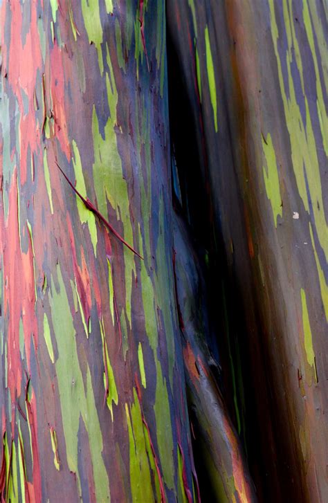 Rainbow Eucalyptus In Maui On The Road To Hana Smithsonian Photo
