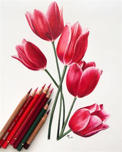 Learn How To Draw Botanical Art Using Colored Pencils Follow Along