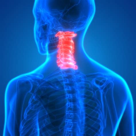 The Cervical Spine Anatomy Function And Common