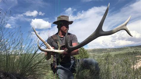 5 Brown Elk Sets And A Ton Of Singles Shed Hunting In June Youtube