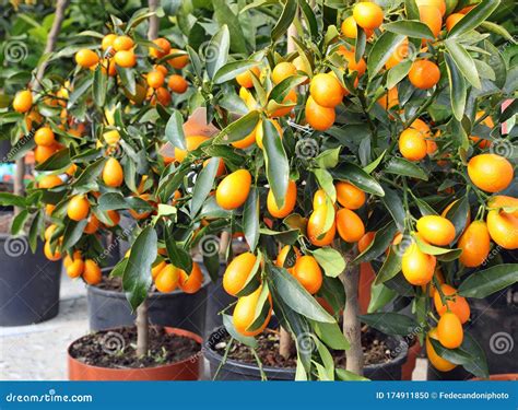 Small Citrus Fruits Called Kumquats On The Orchard In Spring Stock