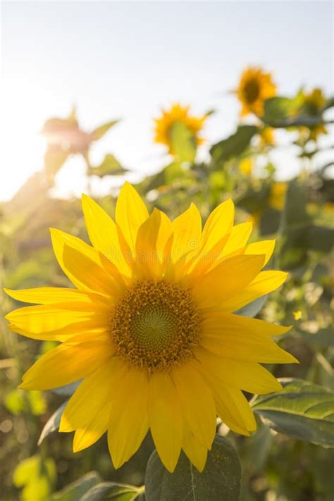 Beautiful Sunflower With Backlight In The Summer Field Stock Photo