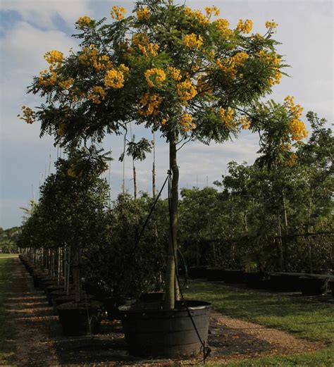 Cassia Leptophylla Gold Medallion Tree Flickr
