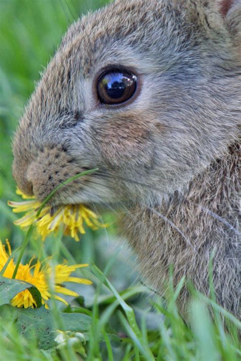 Natureisthegreatestartist Young Wild Rabbit Eating Dandelion Flower