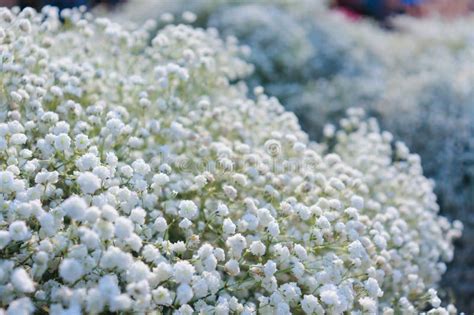 Gypsophila Baby S Breath White Flower Gypsophila Paniculata Stock Photo