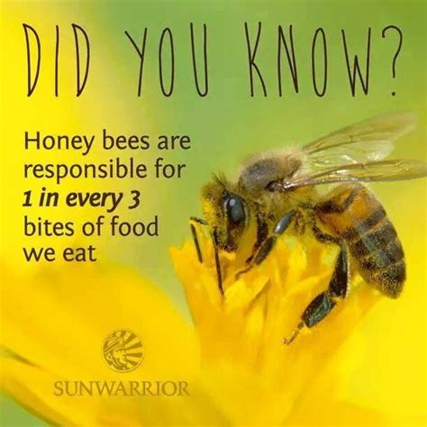 pin by sue pate on for the bees bee facts honey bee facts bee