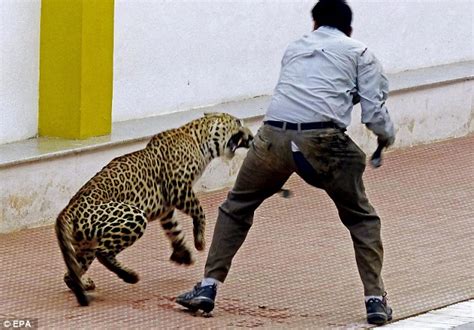 Leopard Rampages Through Bangalore School In India Mauling Six People