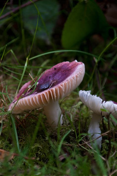 Red Capped Fungi Danbury Country Park Essex Photograph