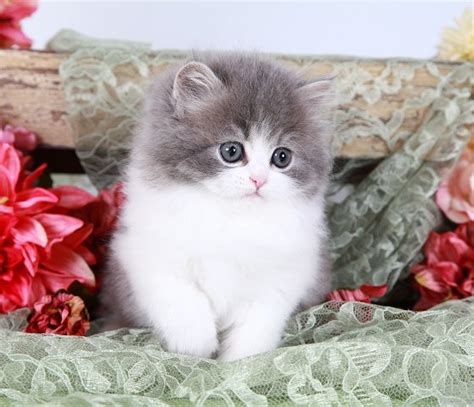 Teacup doll face persian kittens are the smallest persian kittens weighing between. Blue White Bi-Color Teacup Persian Kitten for Sale ...