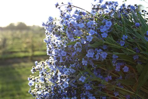 Any liliaceous plant of the mediterranean genus hyacinthus, esp any cultivated variety of h. FLOWER FOCUS: Chinese Forget Me Not's - Floret Flowers