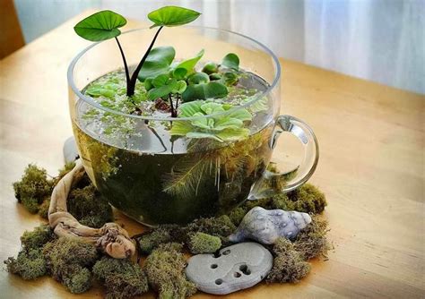 30 Ideas Creativas Con Plantas Para Decorar Tu Hogar Y Jardín